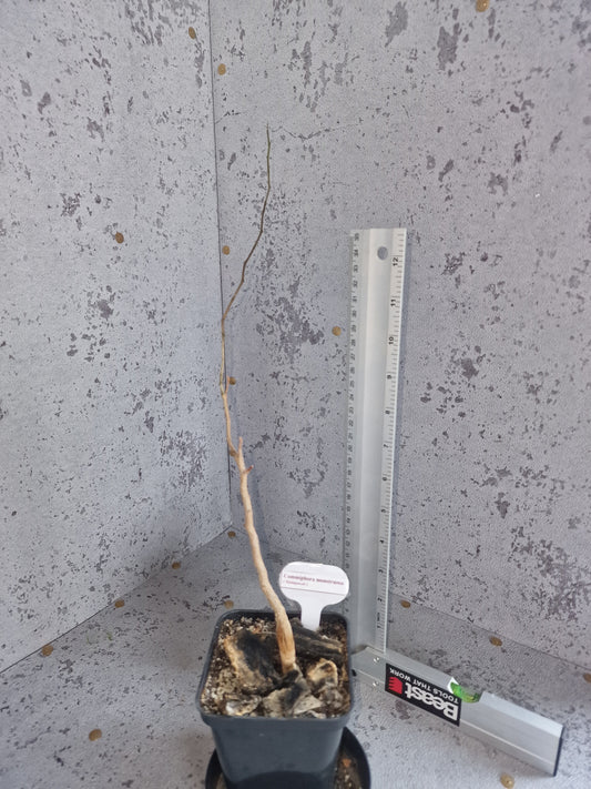 Commiphora monstruosa PLANT
