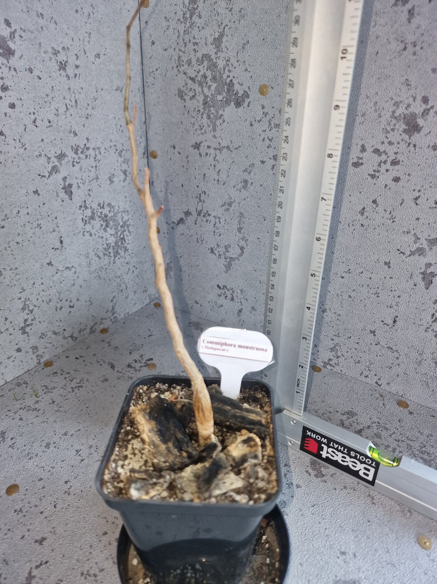 Commiphora monstruosa PLANT
