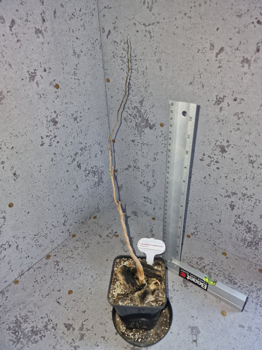 Commiphora monstruosa PLANT