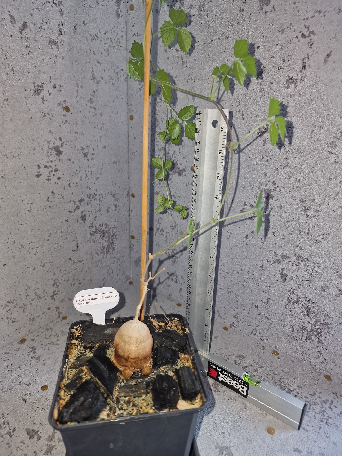 Cyphostemma adenocaule PLANT