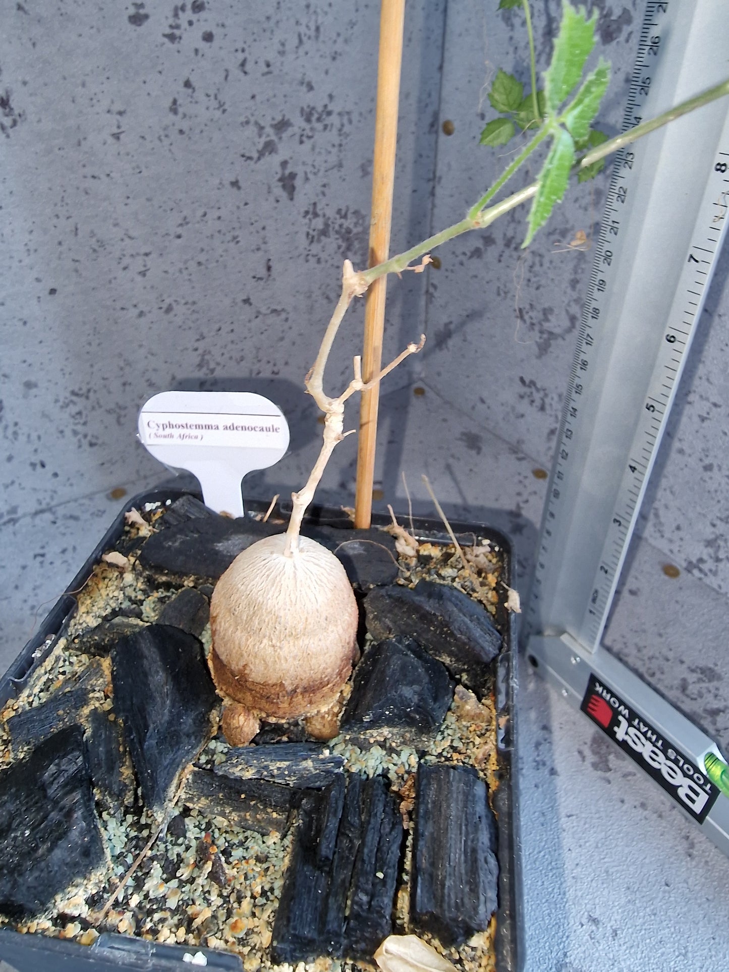 Cyphostemma adenocaule PLANT