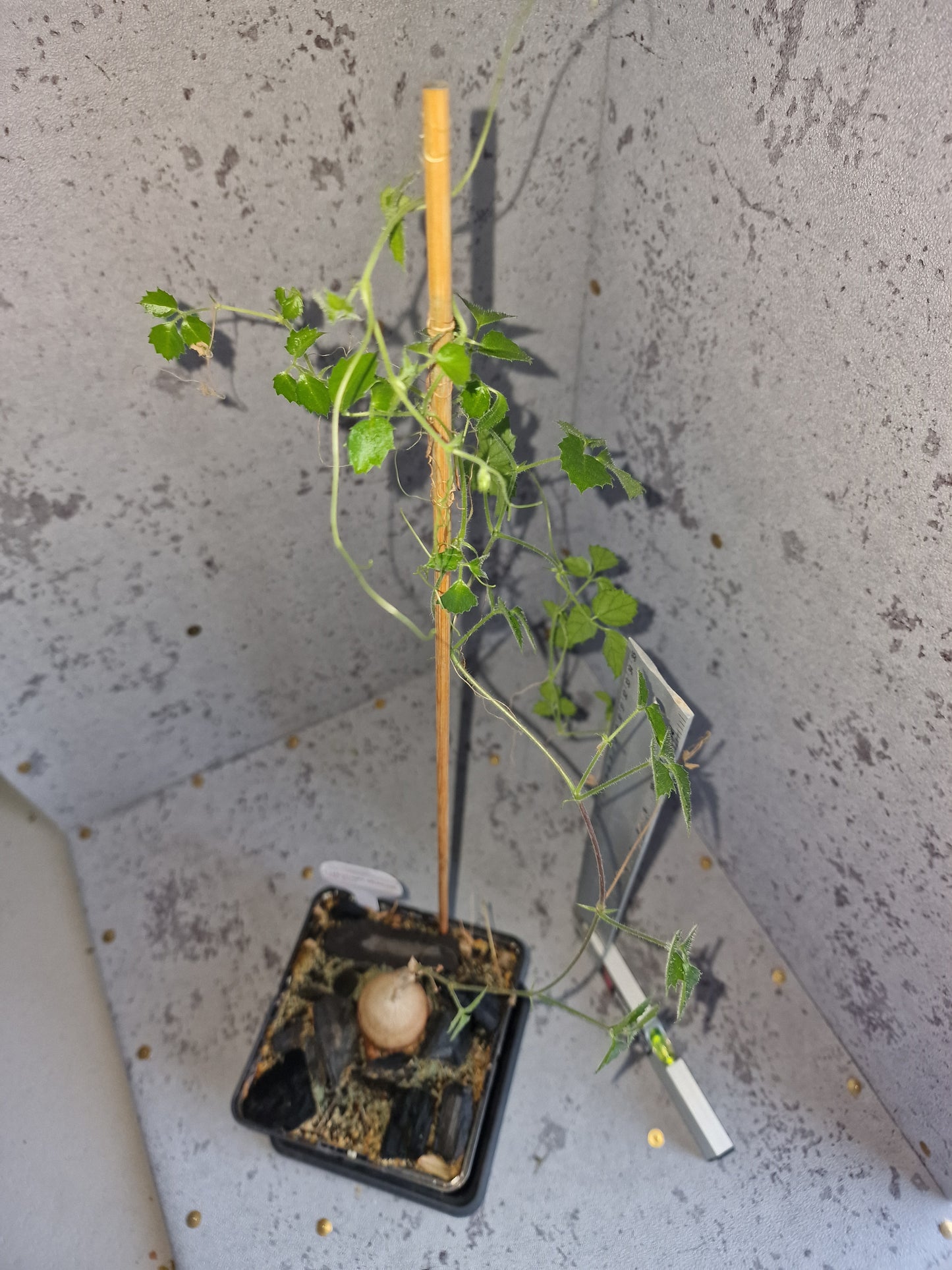 Cyphostemma adenocaule PLANT