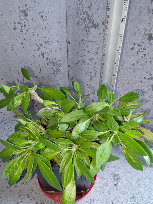 Euphorbia ambovombensis PLANT