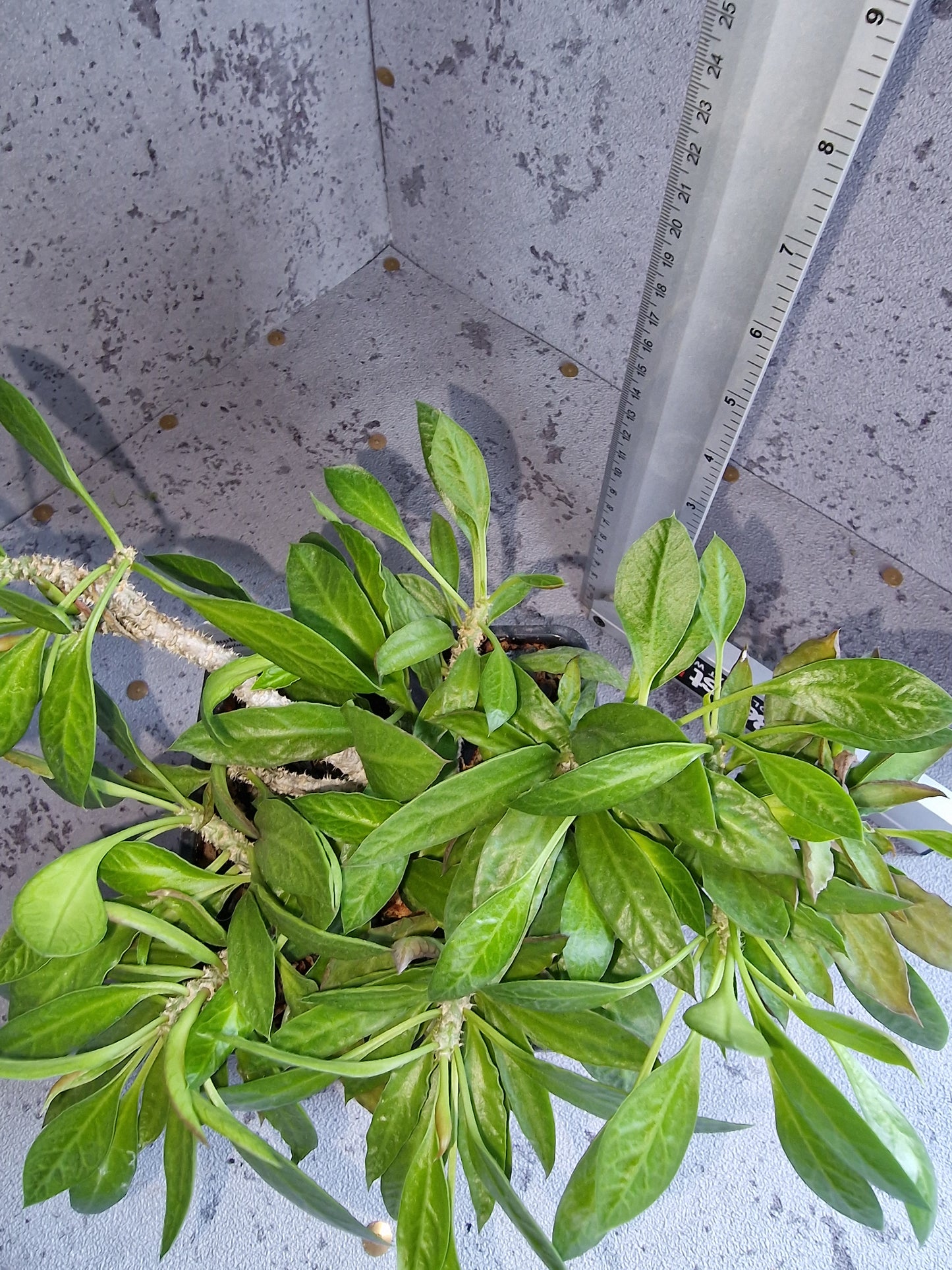 Euphorbia ambovombensis PLANT