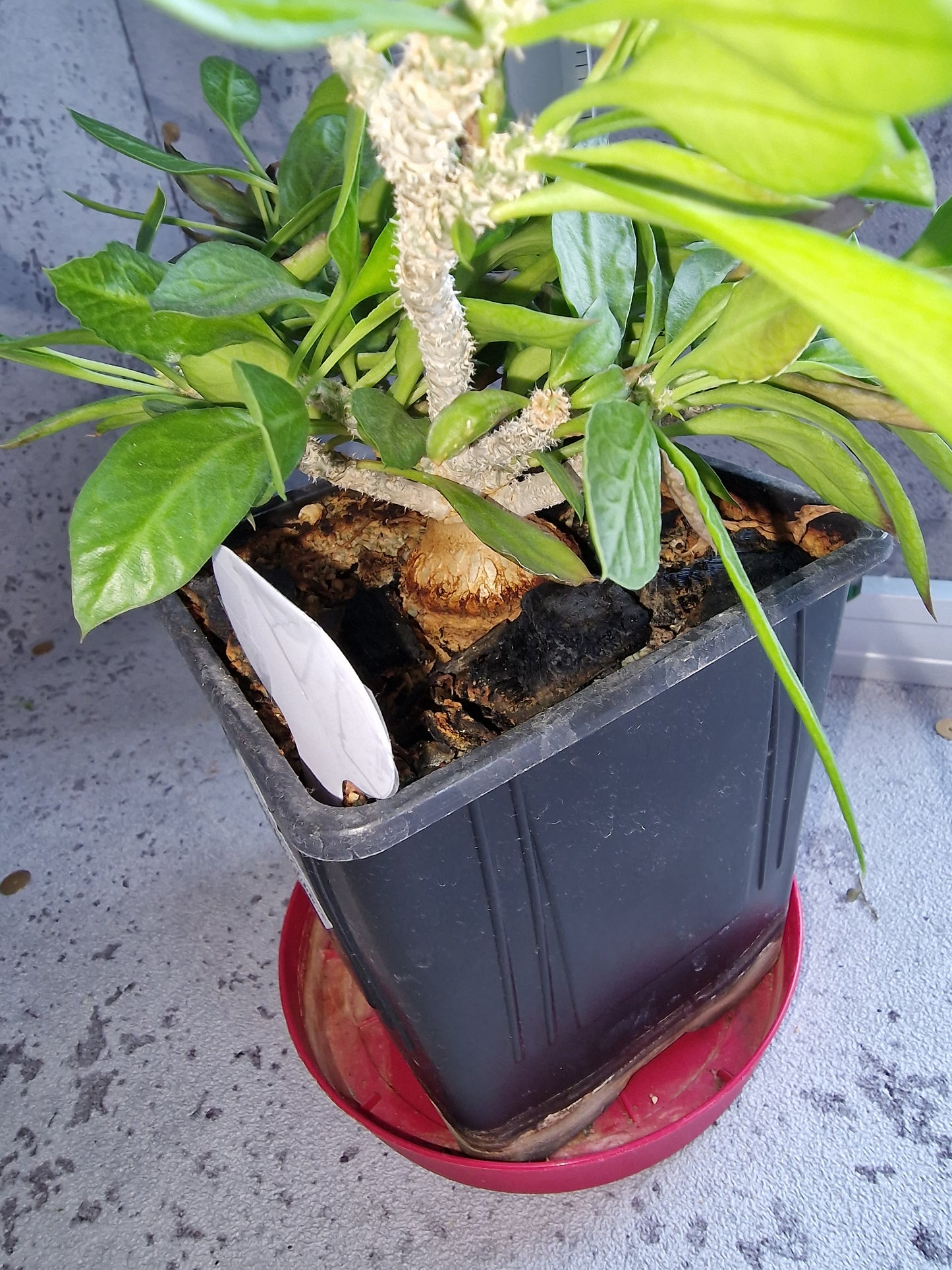 Euphorbia ambovombensis PLANT