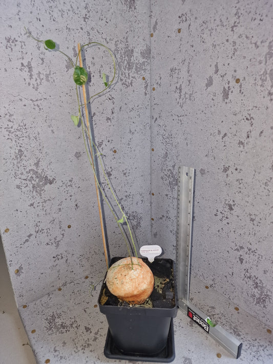 Raphionacme sp. aff. michellii PLANT