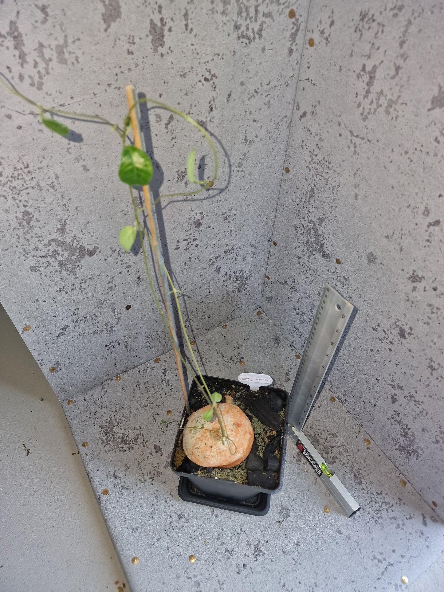 Raphionacme sp. aff. michellii PLANT
