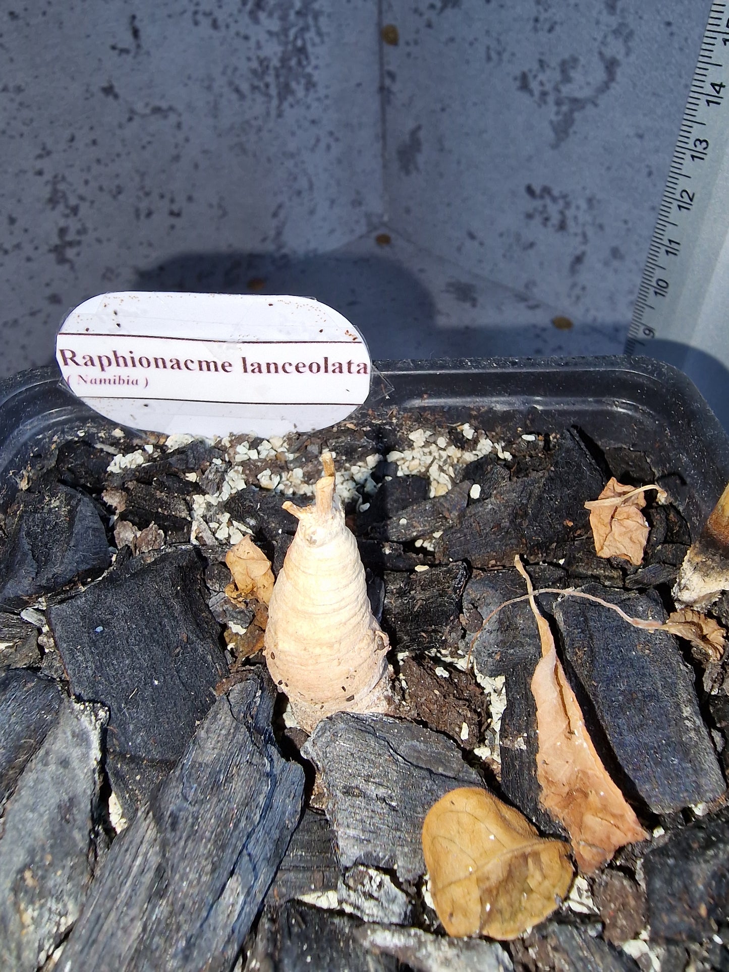 Raphionacme lanceolata PLANT