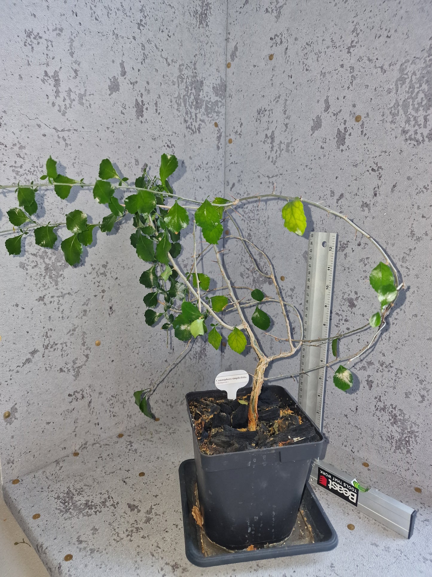 Commiphora simplicifolia PLANT