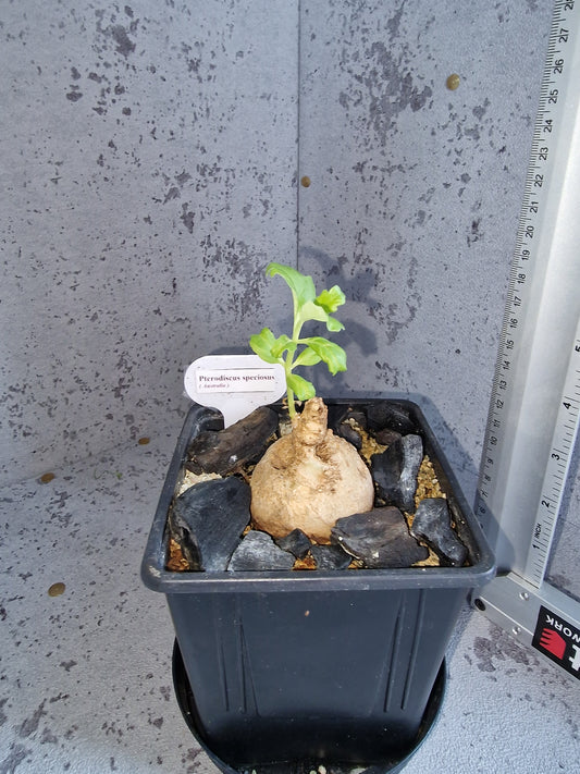 Pterodiscus speciosus PLANT
