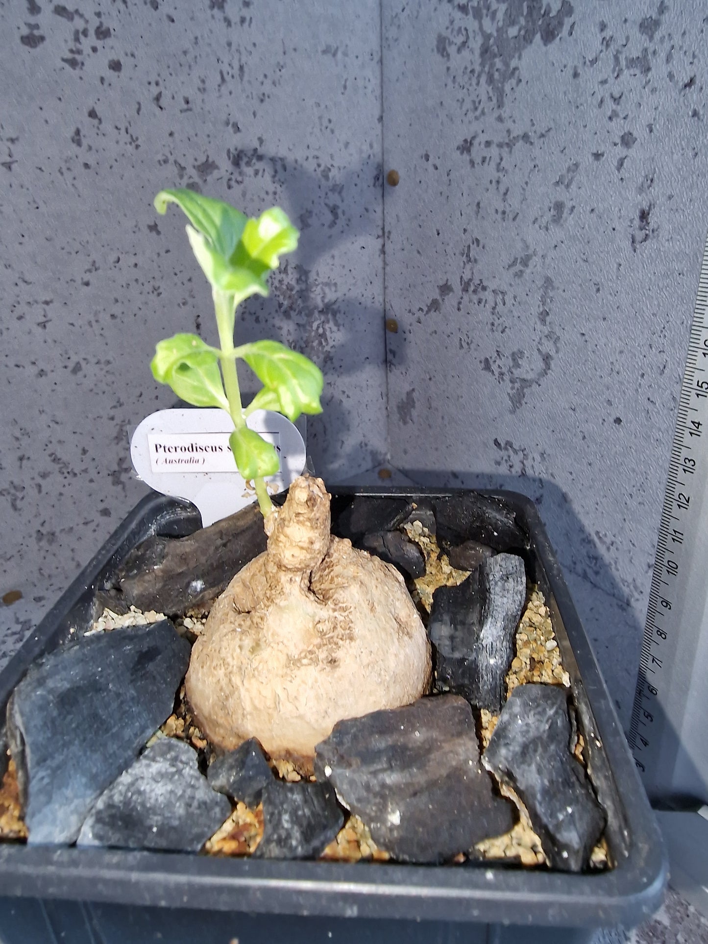 Pterodiscus speciosus PLANT
