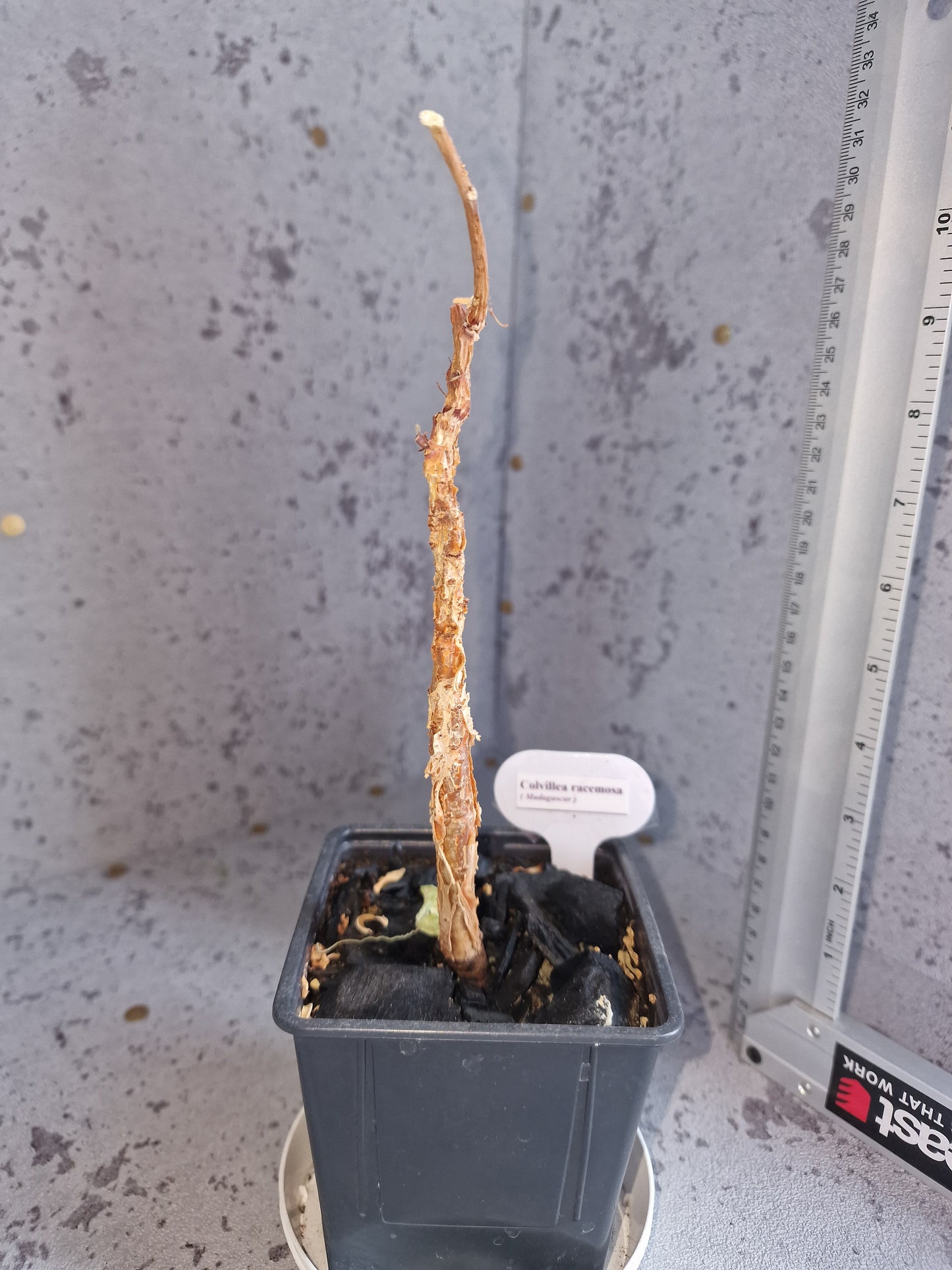 Colvillea racemosa PLANT