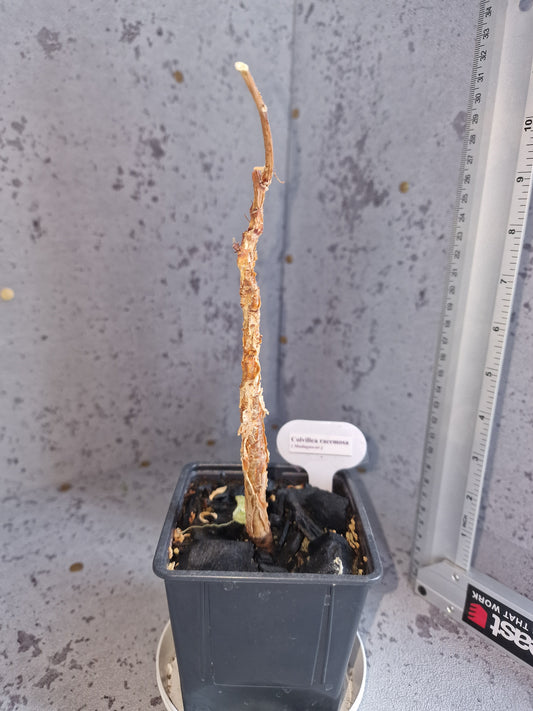 Colvillea racemosa PLANT
