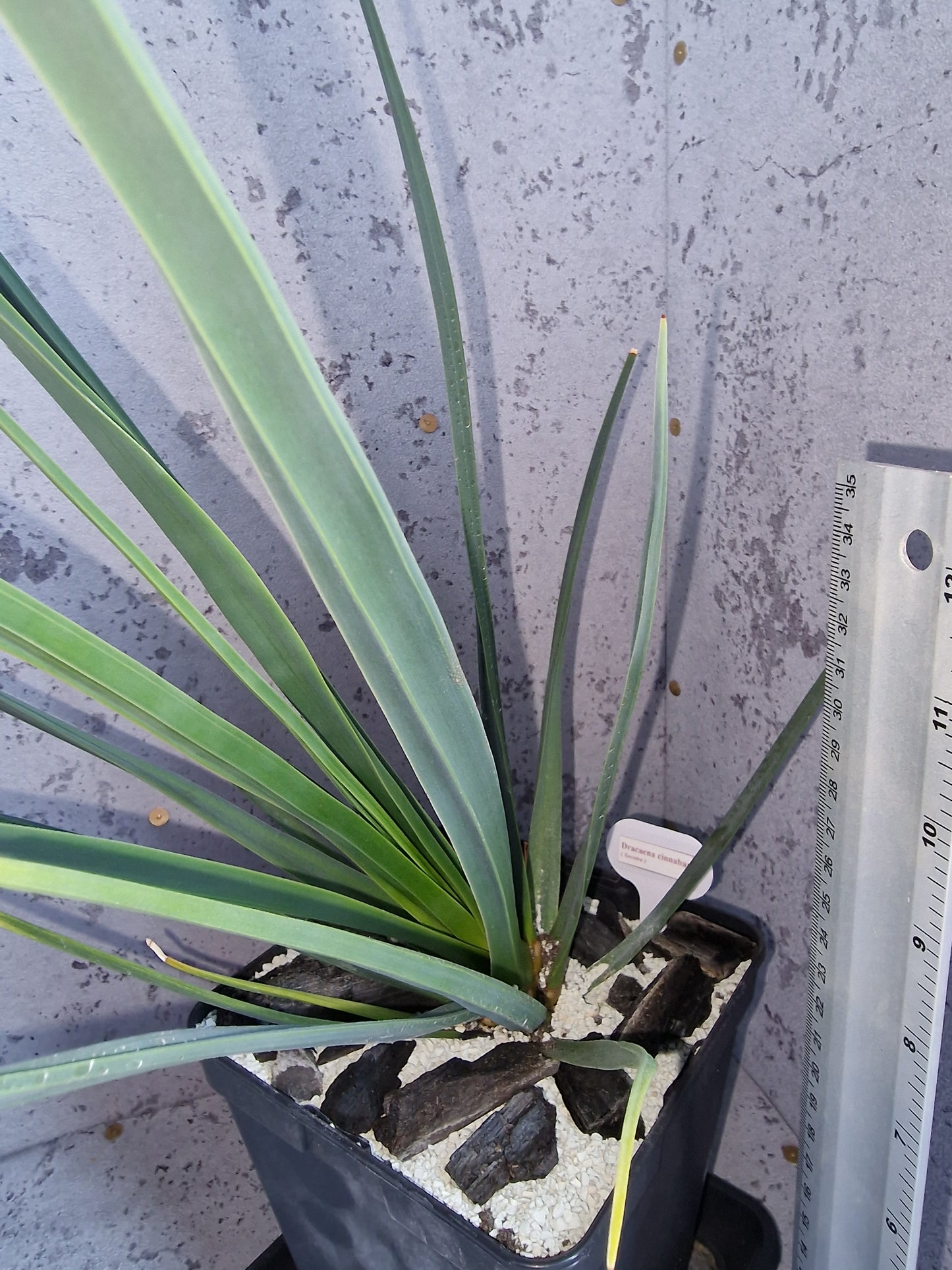 Dracaena cinnabari PLANT