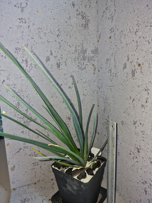 Dracaena cinnabari PLANT