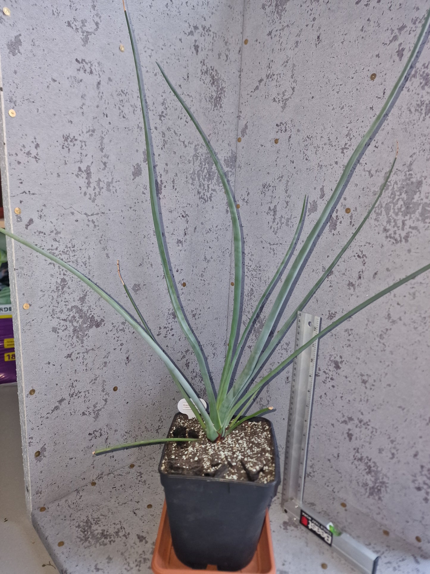 Dracaena serrulata PLANT