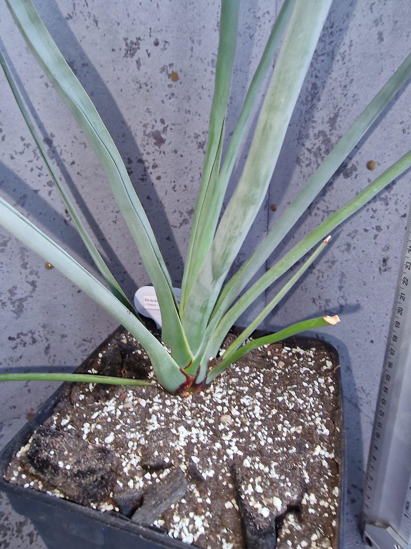 Dracaena serrulata PLANT