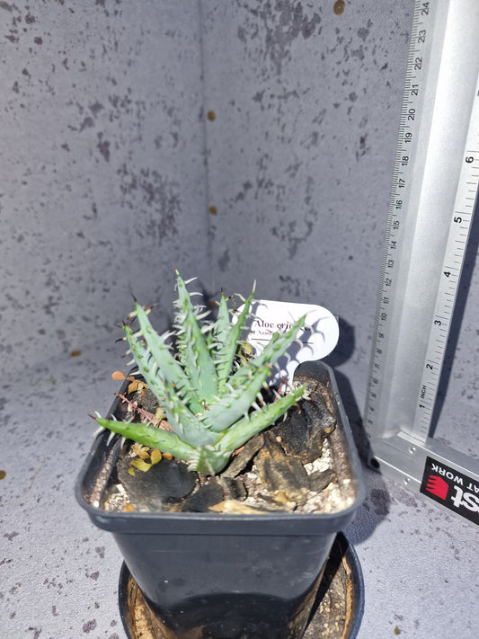 Aloe erinacea PLANT