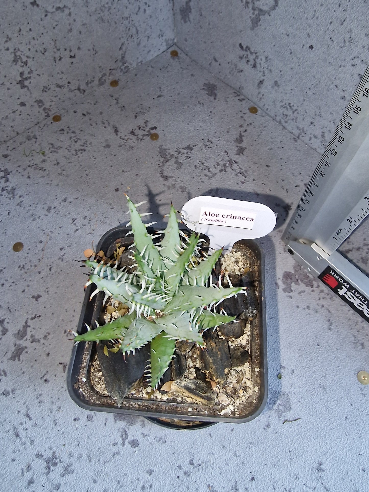 Aloe erinacea PLANT