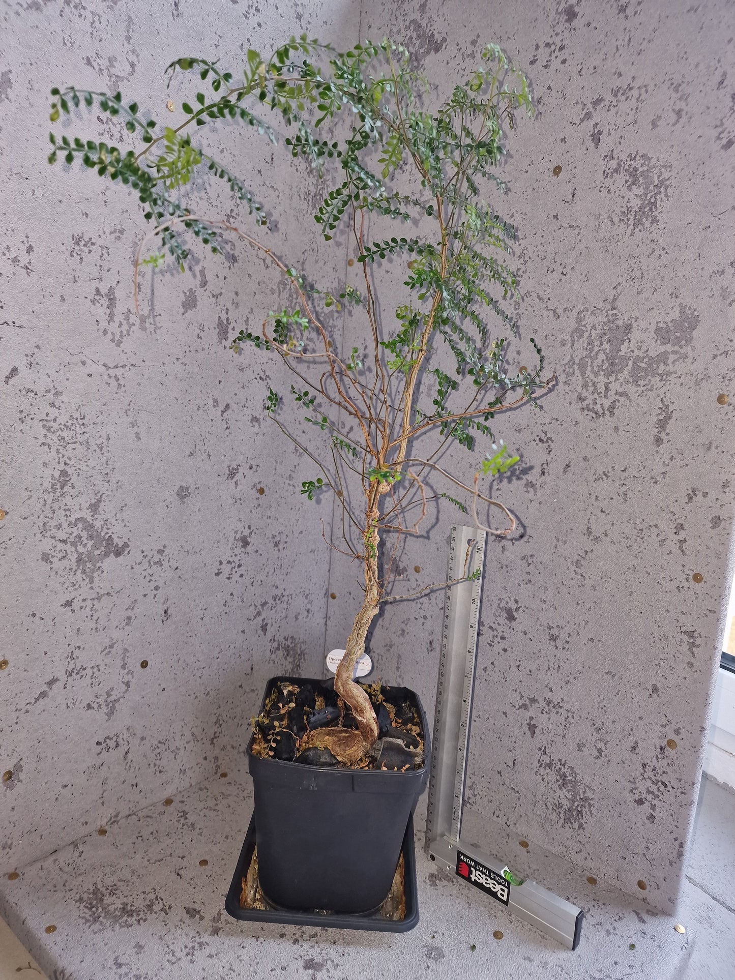 Operculicarya decaryi PLANT