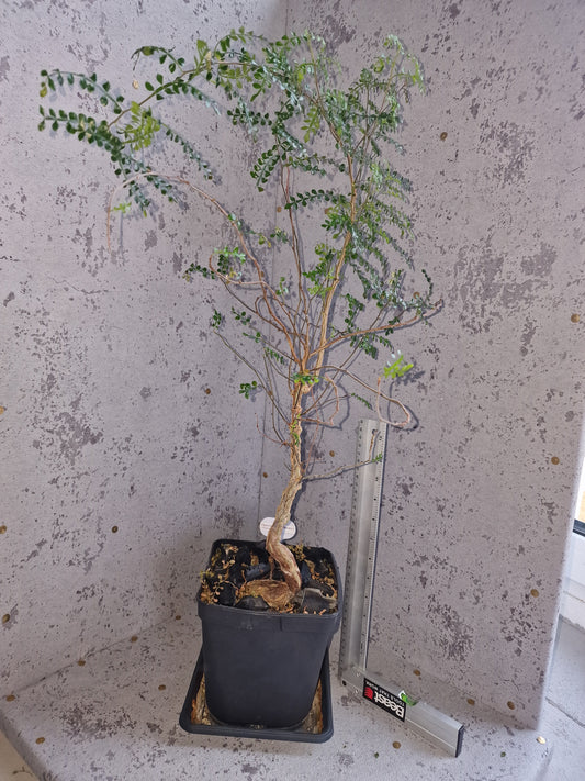 Operculicarya decaryi PLANT