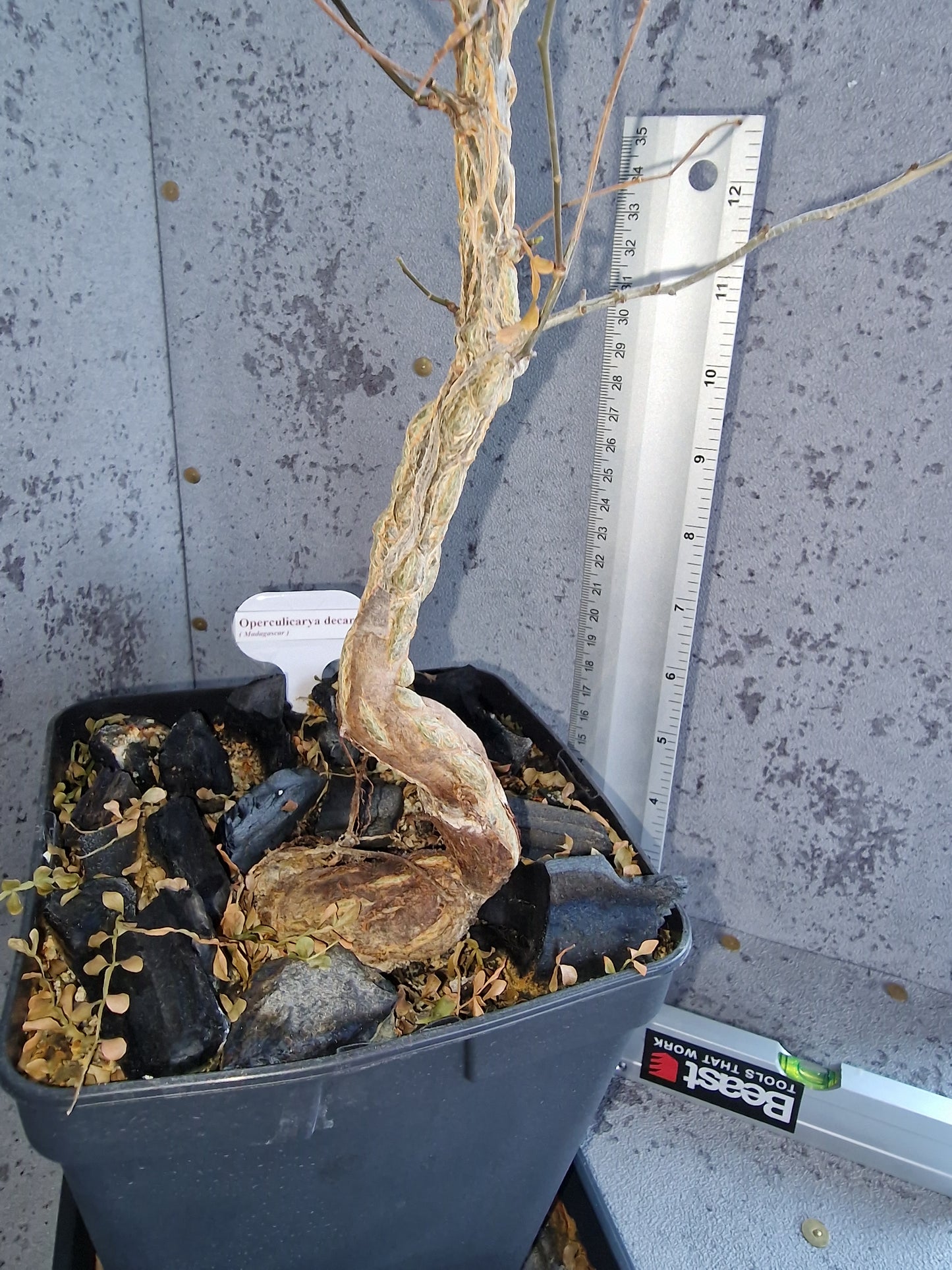 Operculicarya decaryi PLANT