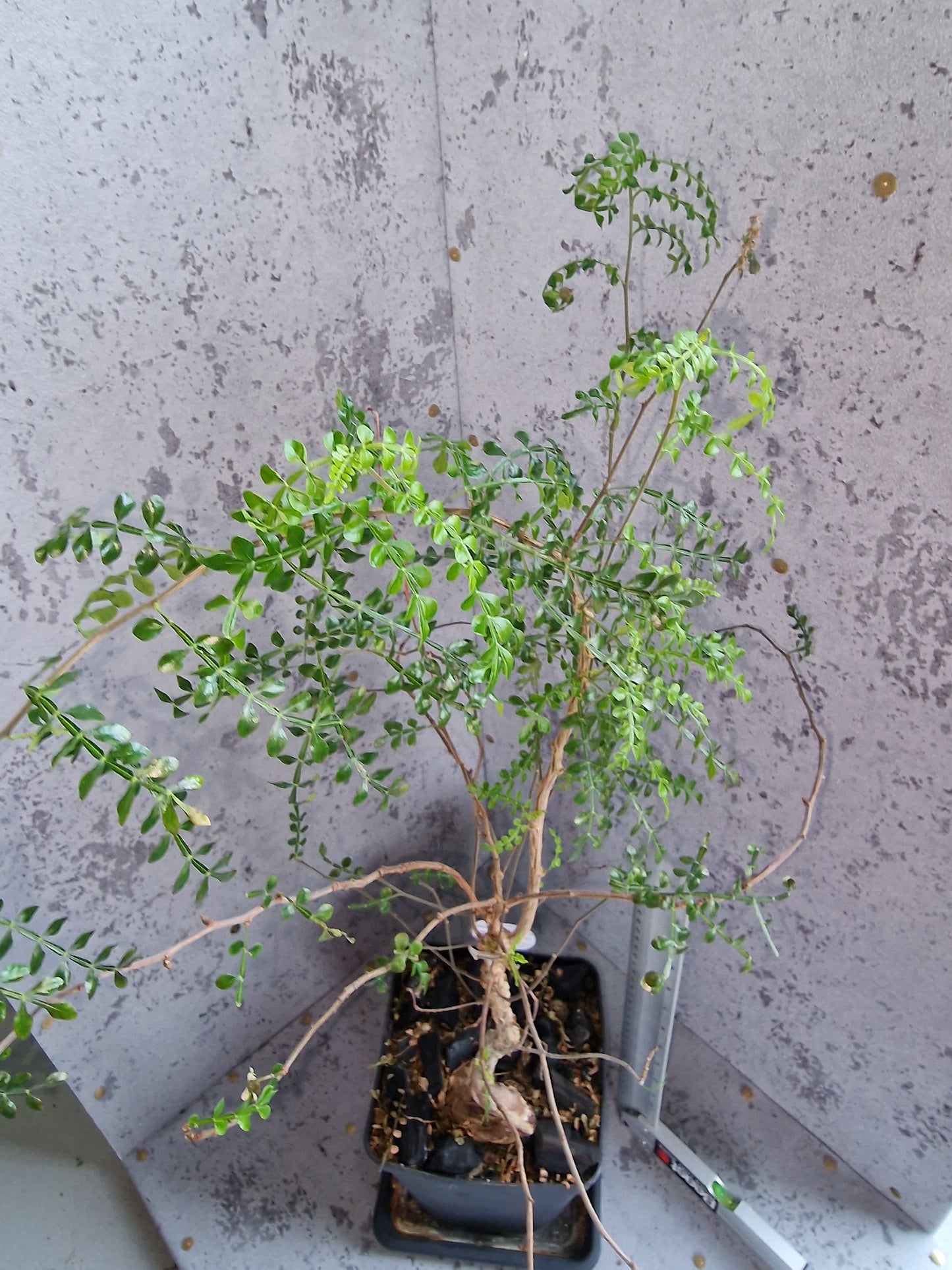 Operculicarya decaryi PLANT