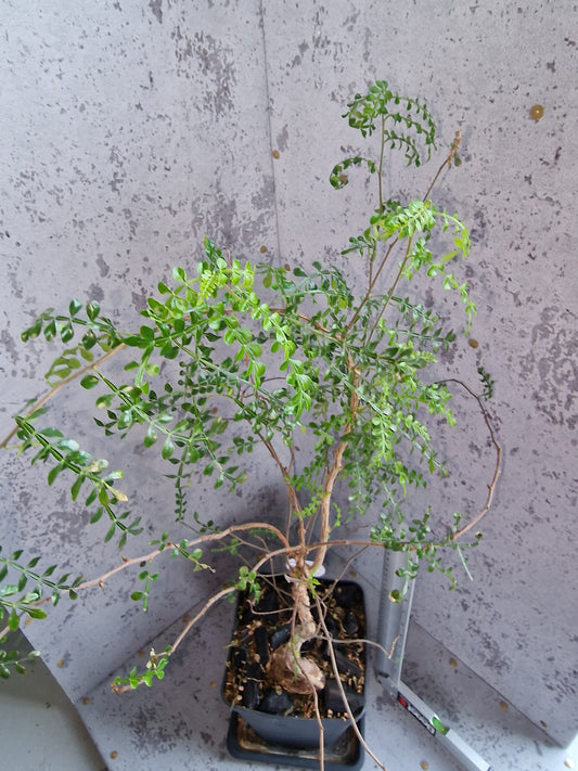 Operculicarya decaryi PLANT