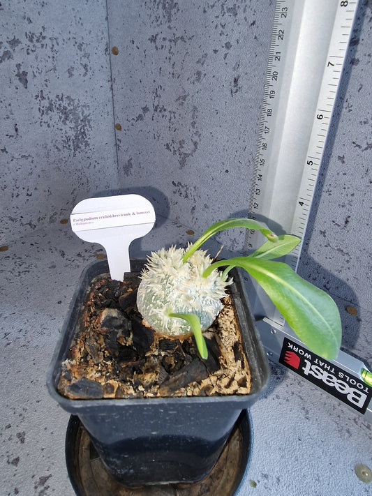 Pachypodium crafted brevicaule x lamerei PLANT