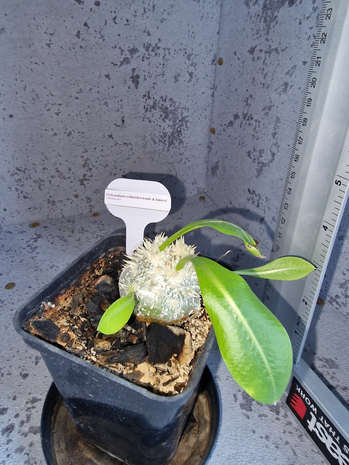 Pachypodium crafted brevicaule x lamerei PLANT