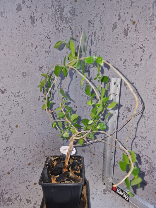 Commiphora simplicifolia PLANT