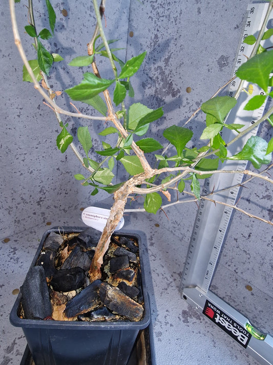 Commiphora simplicifolia PLANT