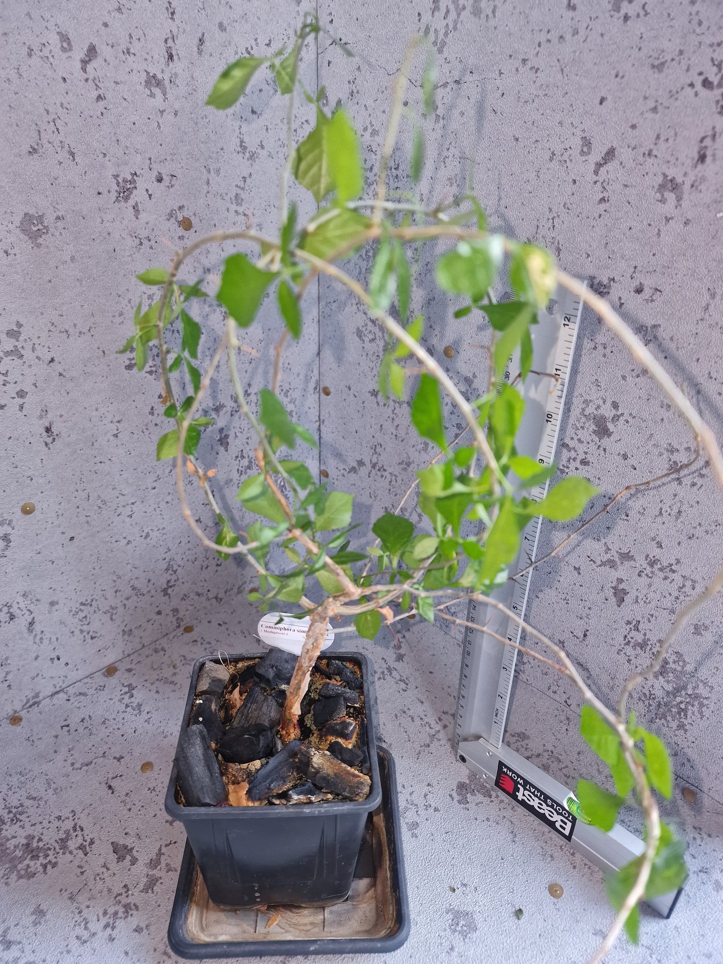Commiphora simplicifolia PLANT