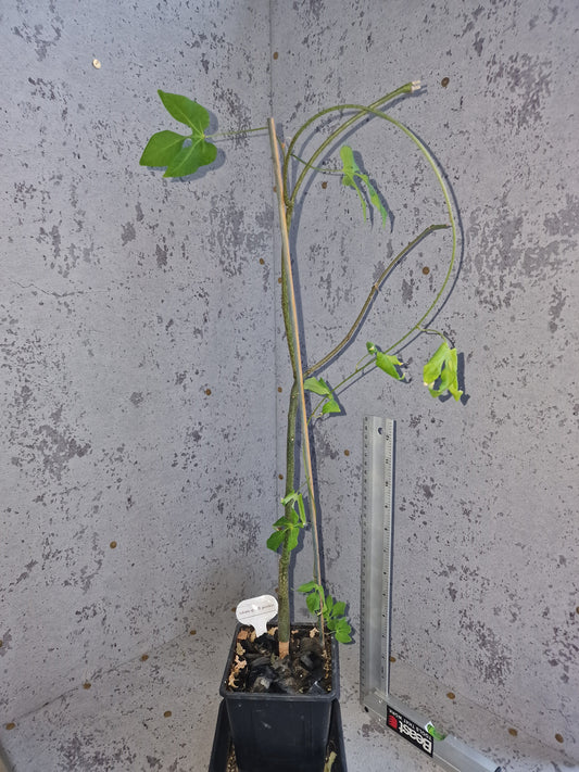 Adenia sp.aff perrieri PLANT