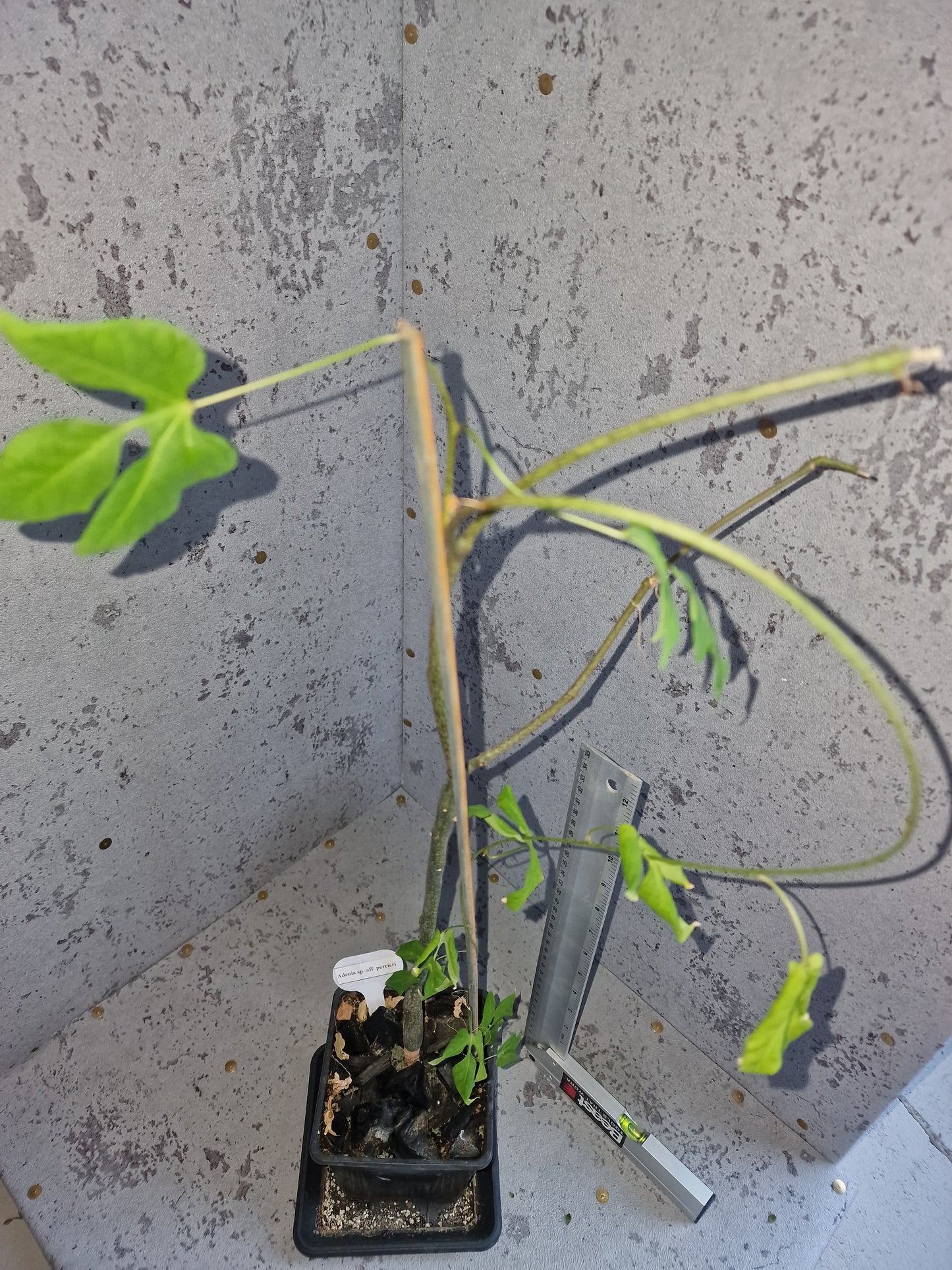 Adenia sp.aff perrieri PLANT