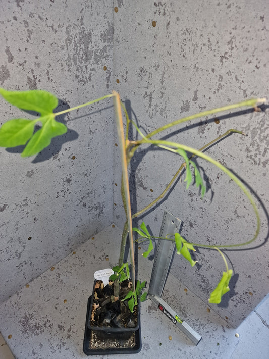 Adenia sp.aff perrieri PLANT