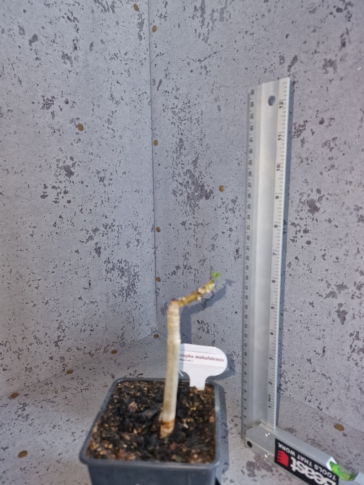 Jatropha mahafalensis PLANT