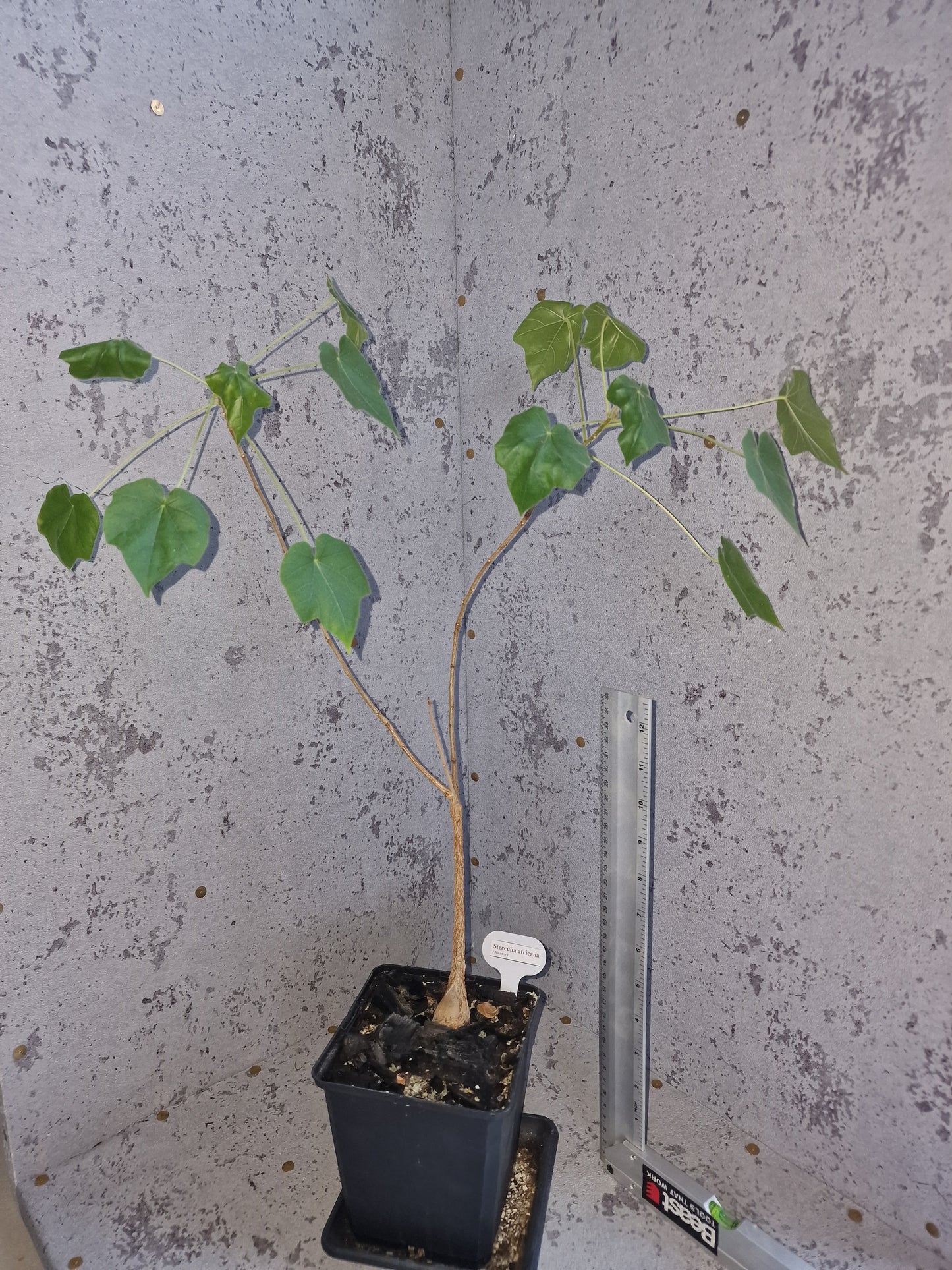 Sterculia africana PLANT