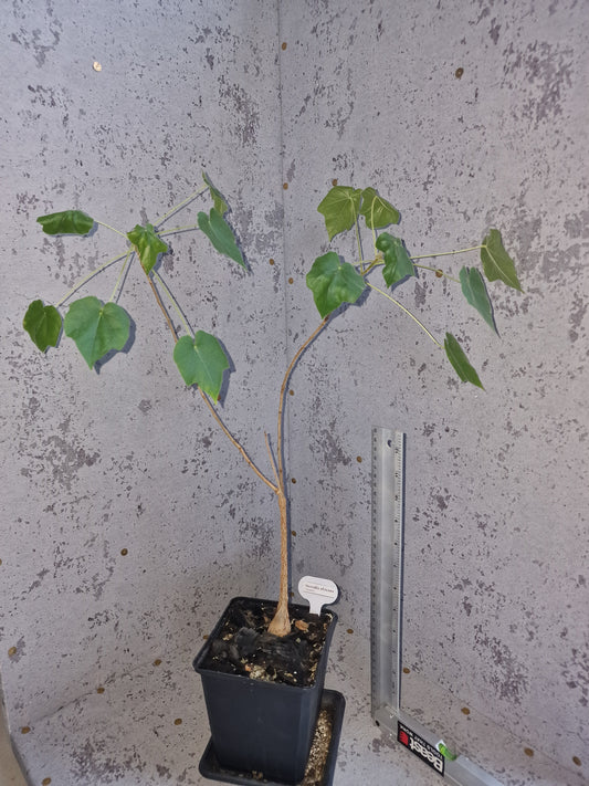 Sterculia africana PLANT