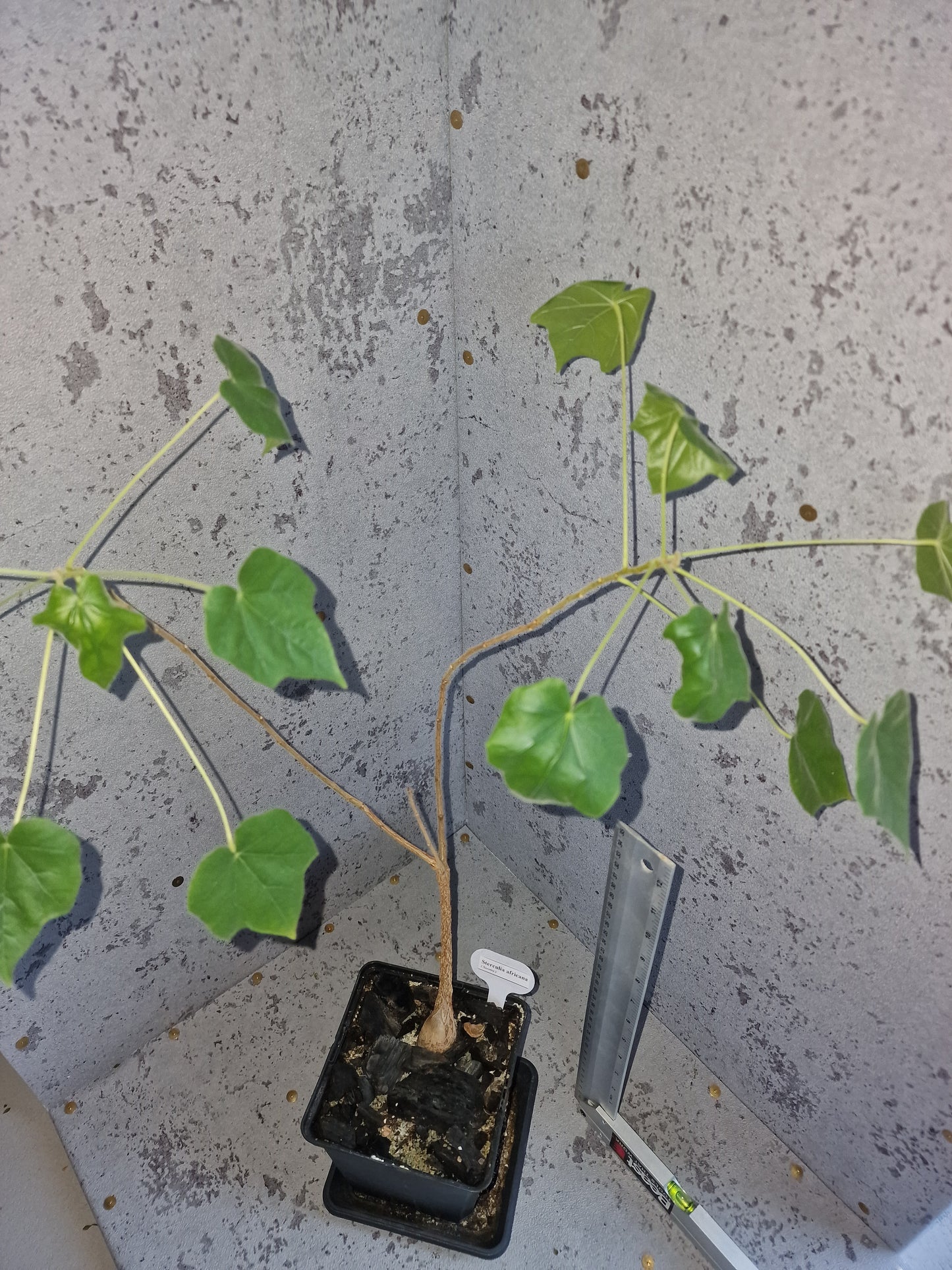 Sterculia africana PLANT