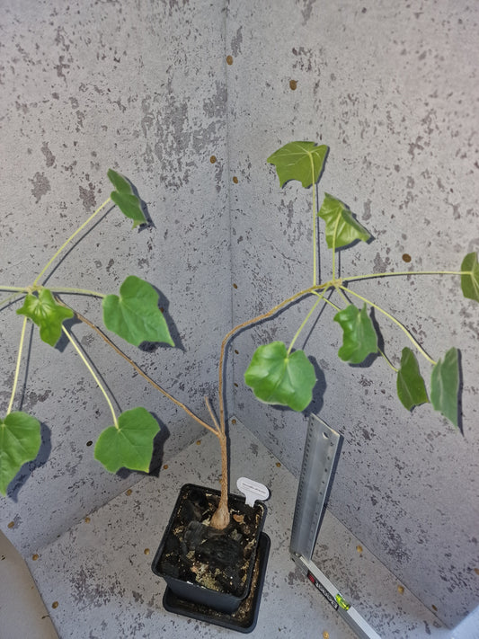 Sterculia africana PLANT