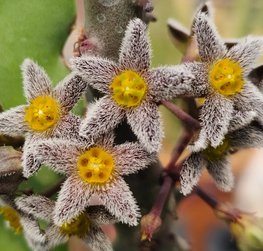 Apteranthes burchardii seeds