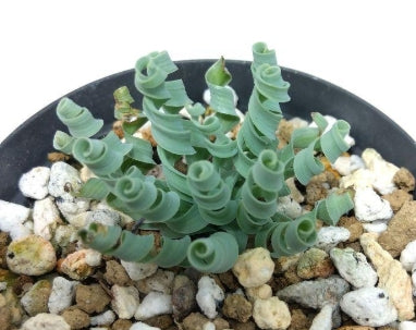 Albuca concordiana seeds