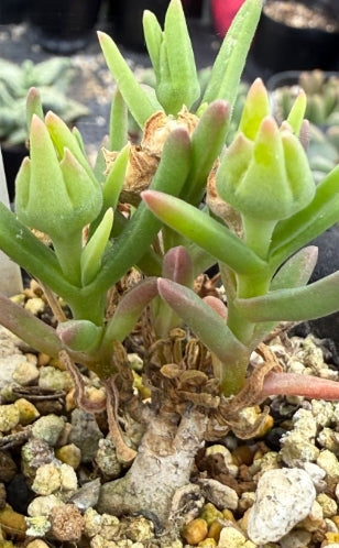 Delosperma napiforme seeds