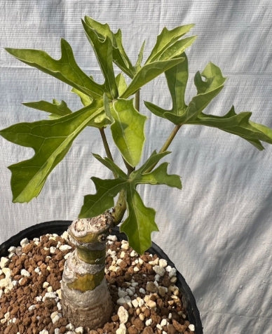 Adenia Ellenbeckii seeds