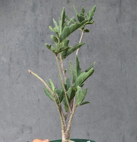 Adenia repanda seeds