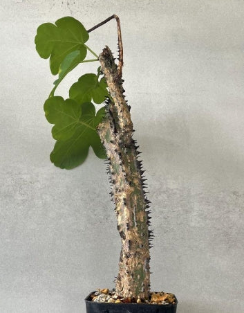 Adenia aculeata seeds