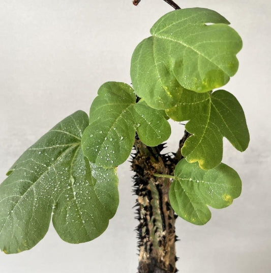 Adenia aculeata seeds
