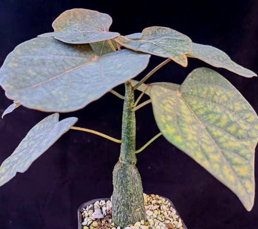 Adenia epigea seeds