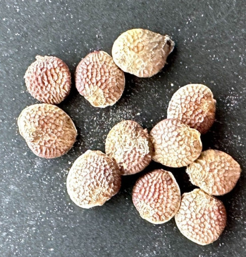 Adenia epigea seeds